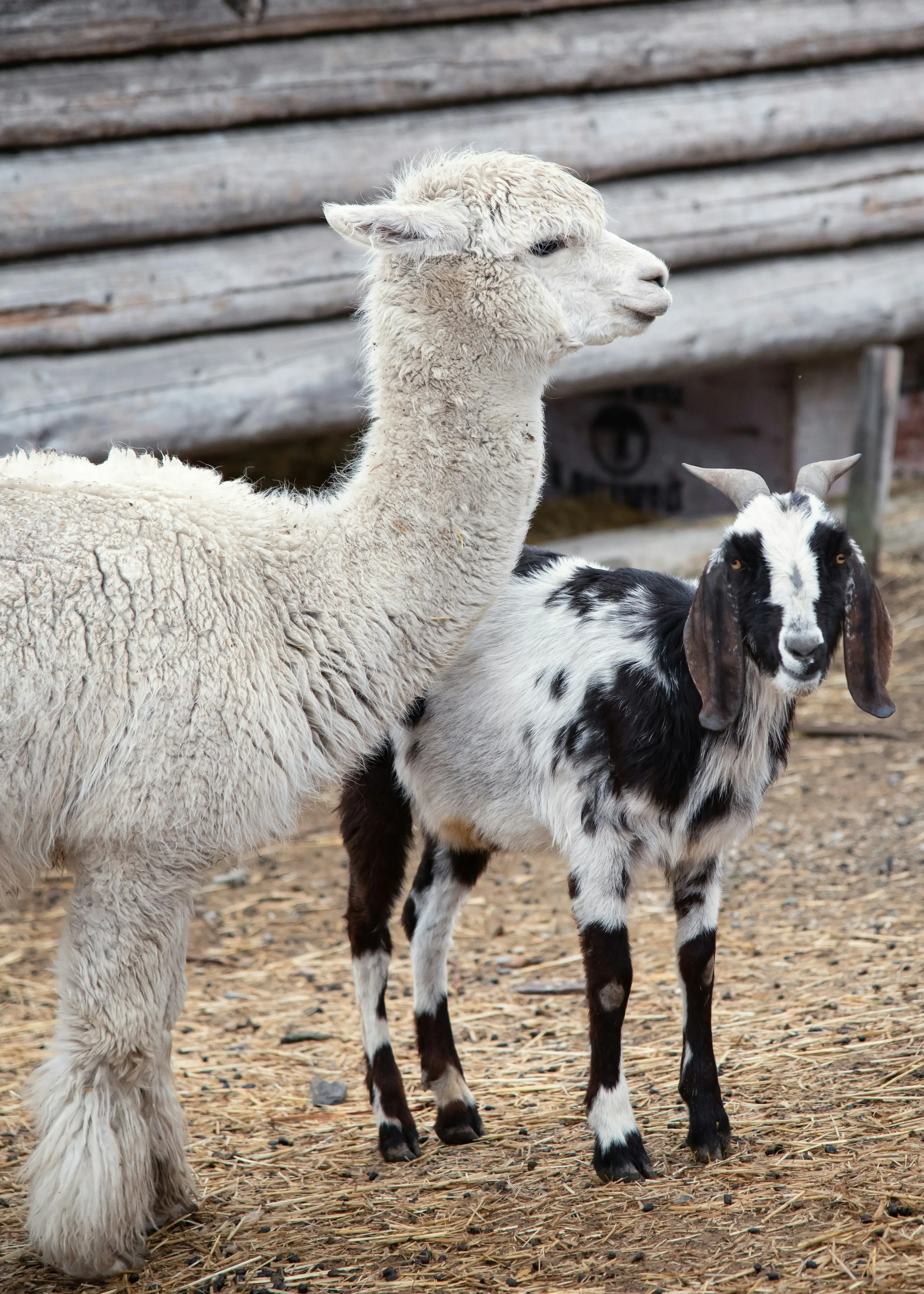 An alpaca and a goat standing together in a farmyard