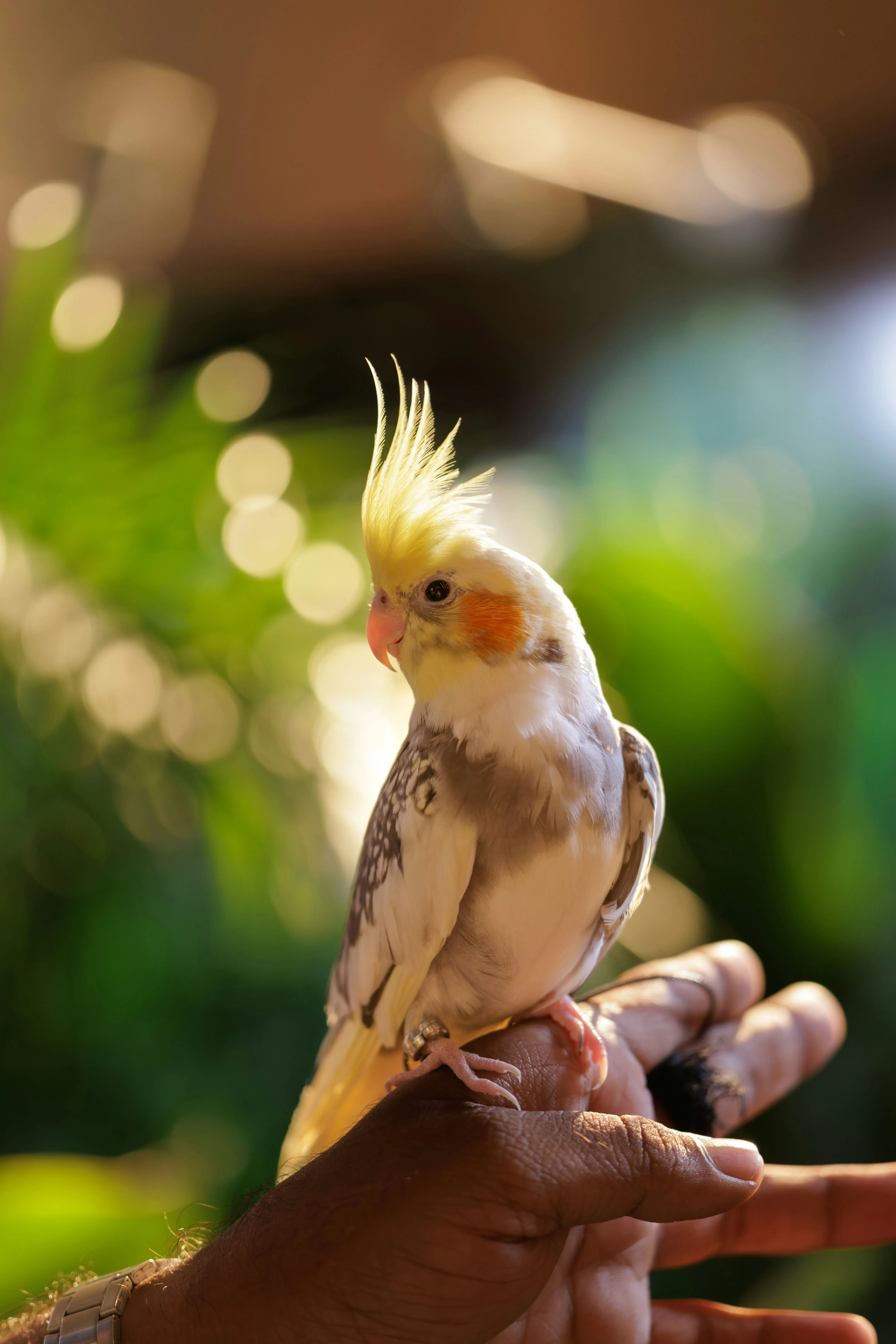 A cockatiel perched on its owner's hand