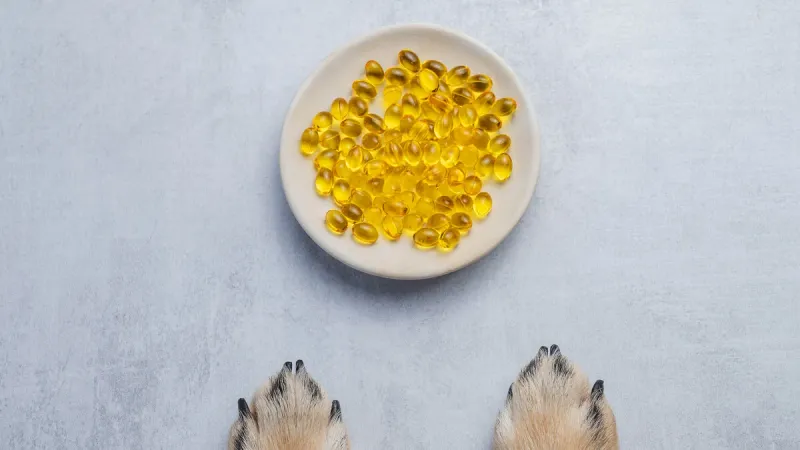 Fresh fish and omega-3 supplements for pet health